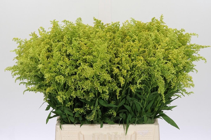 <h4>Solidago Tara Gold</h4>
