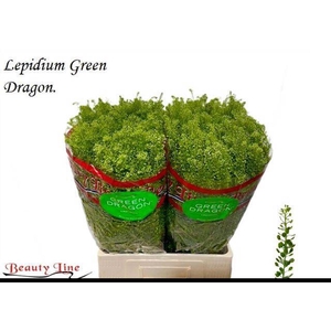 LEP VI GREEN DRAGON