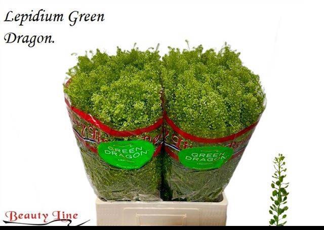 <h4>LEP VI GREEN DRAGON</h4>