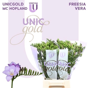 Freesia enk Vera