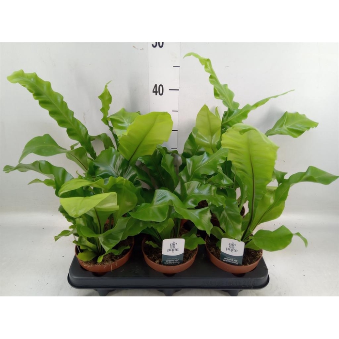 <h4>Asplenium nidus</h4>