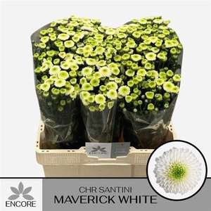 Chr S Maverick White Encore