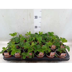 Fragaria   ...