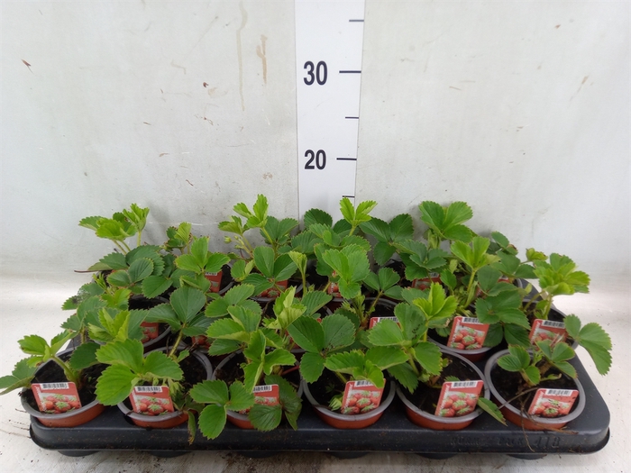 <h4>Fragaria   ...</h4>