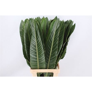 Strelitzia Blad