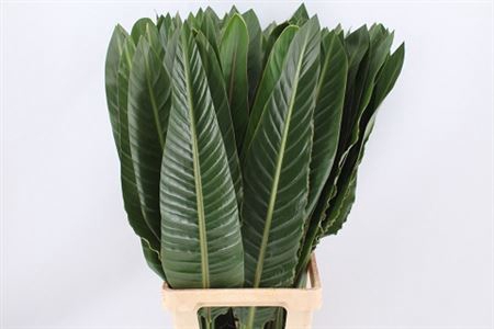 <h4>Strelitzia Blad</h4>