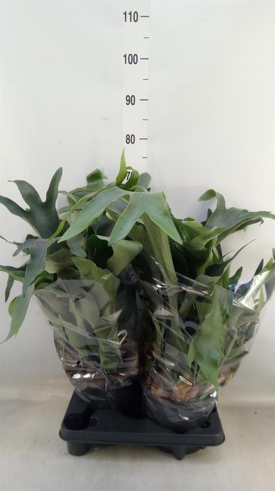 <h4>Platycerium bifurc.</h4>