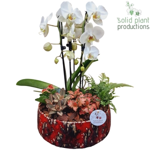 PH106 Sophia Red Cascade