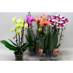 PHAL EL CASCADE
