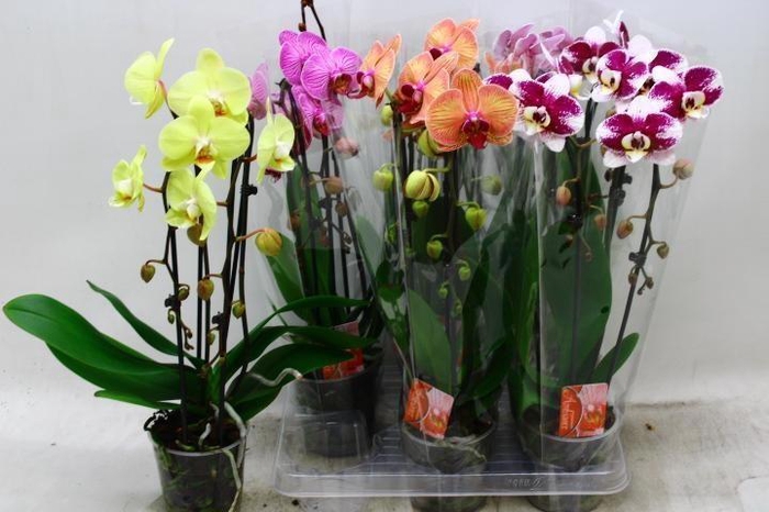 <h4>PHAL EL CASCADE</h4>