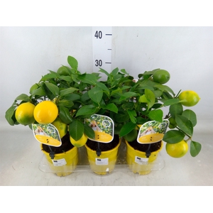 Citrus meyeri 'Meyer'