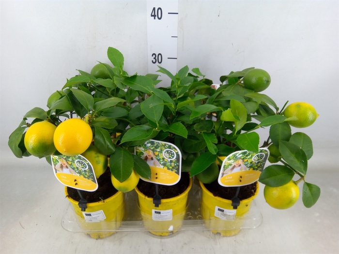 <h4>Citrus meyeri 'Meyer'</h4>