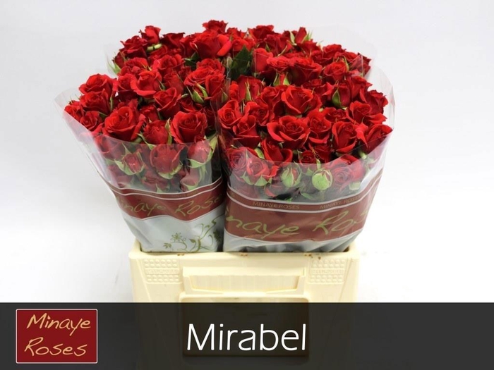 <h4>R TR MIRABEL</h4>