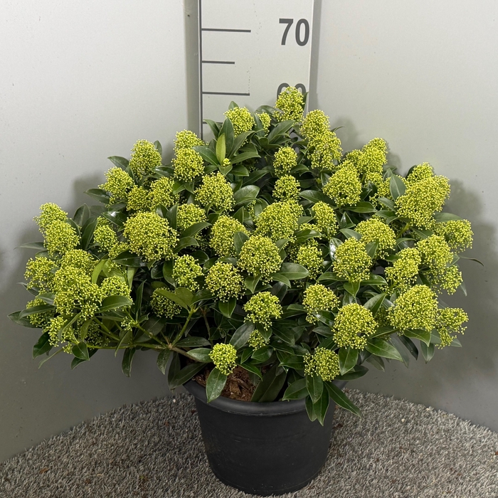 <h4>Skimmia japonica 'White Dwarf'</h4>