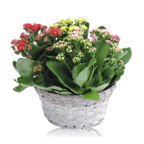 <h4>Collectie Jakarta Kalanchoë Cinqolori - Carnaval in Mand 21 cm</h4>