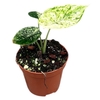 Alocasia Overig Dragon Scale mint