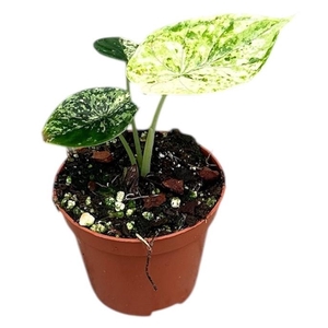 Alocasia Overig Dragon Scale mint