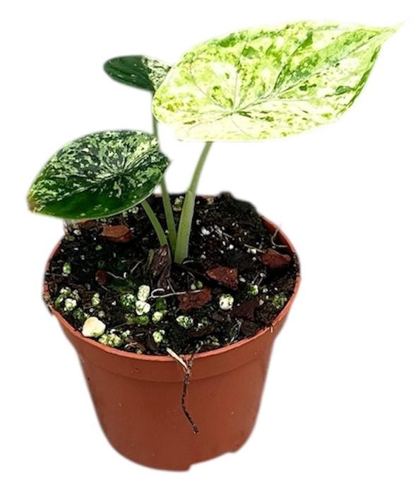 <h4>Alocasia Overig Dragon Scale mint</h4>