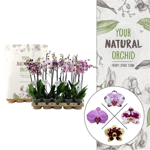 Your Natural Orchid | Eco Special Mix | Phalaenopsis 2 spike