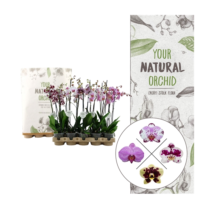 <h4>Your Natural Orchid | Eco Special Mix | Phalaenopsis 2 spike</h4>