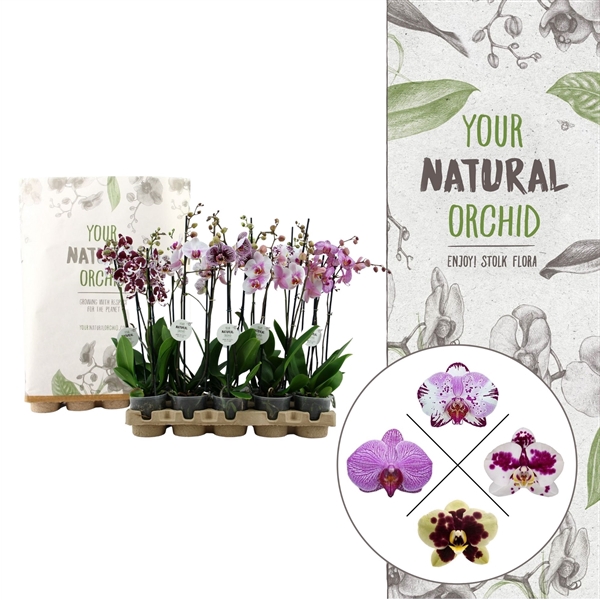 <h4>Your Natural Orchid | Eco Special Mix | Phalaenopsis 2 spike</h4>