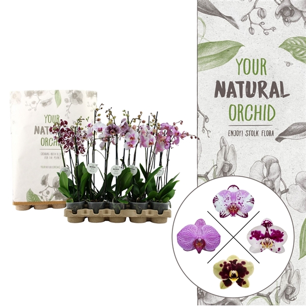Your Natural Orchid | Eco Special Mix | Phalaenopsis 2 spike