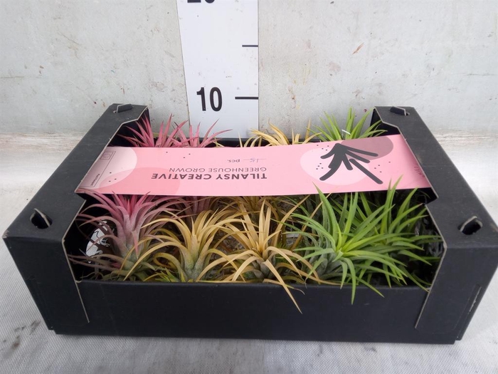 <h4>Tillandsia ionantha</h4>