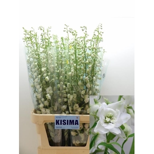 Delph White Shade Kisima