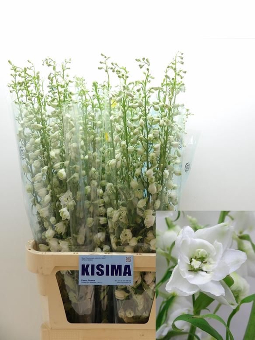 <h4>Delph White Shade Kisima</h4>
