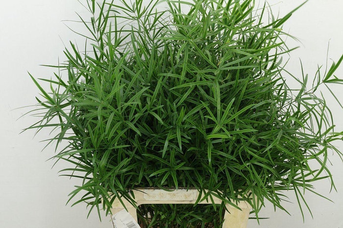 <h4>Asp Falcatus</h4>