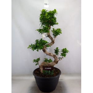 Ficus microcarpa 'Ginseng'