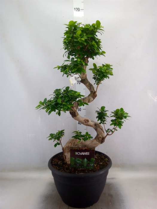<h4>Ficus microcarpa 'Ginseng'</h4>
