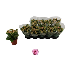 KAL GE ALANO BICOLOR