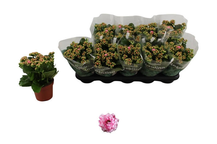 <h4>KAL GE ALANO BICOLOR</h4>