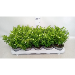 Cuphea hyssop.