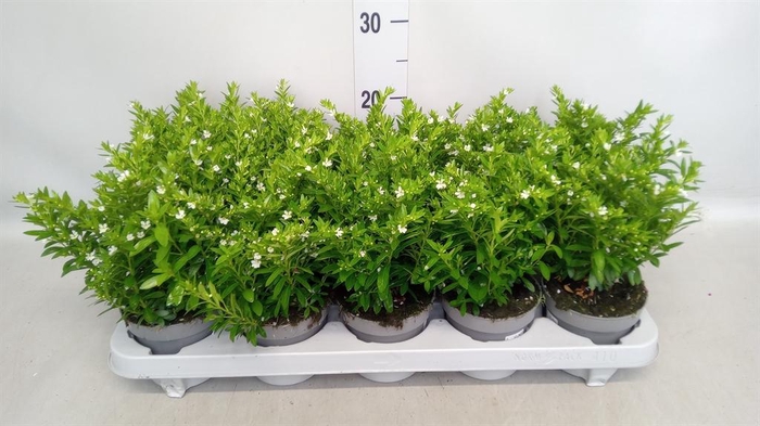 <h4>Cuphea hyssop.</h4>