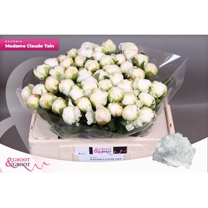 Paeonia Madame Claude Tain | Heavy Quality