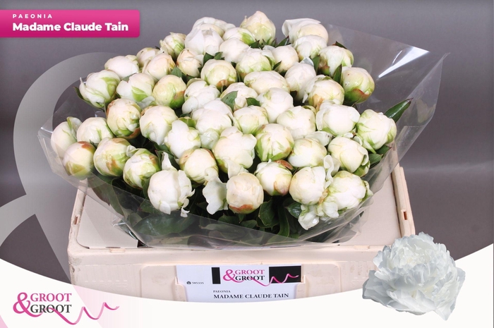 <h4>Paeonia Madame Claude Tain | Heavy Quality</h4>