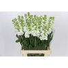 Matthiola Iron White