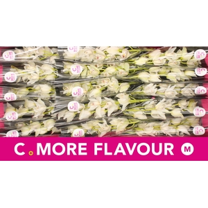 Mini cymbidium 'Insigne' 50 cm