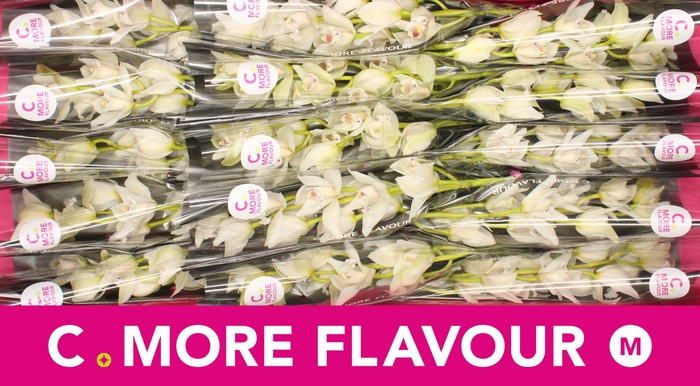 <h4>Mini cymbidium 'Insigne' 50 cm</h4>