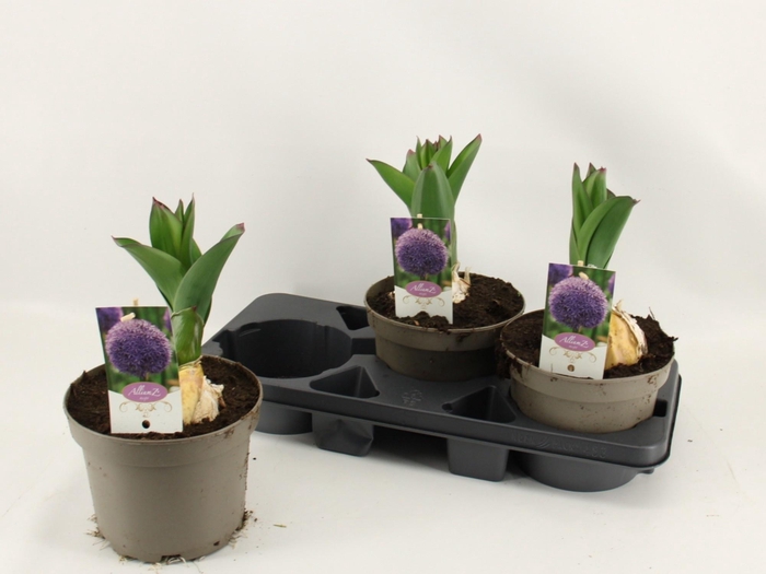 <h4>ALLI AMBASSADOR</h4>