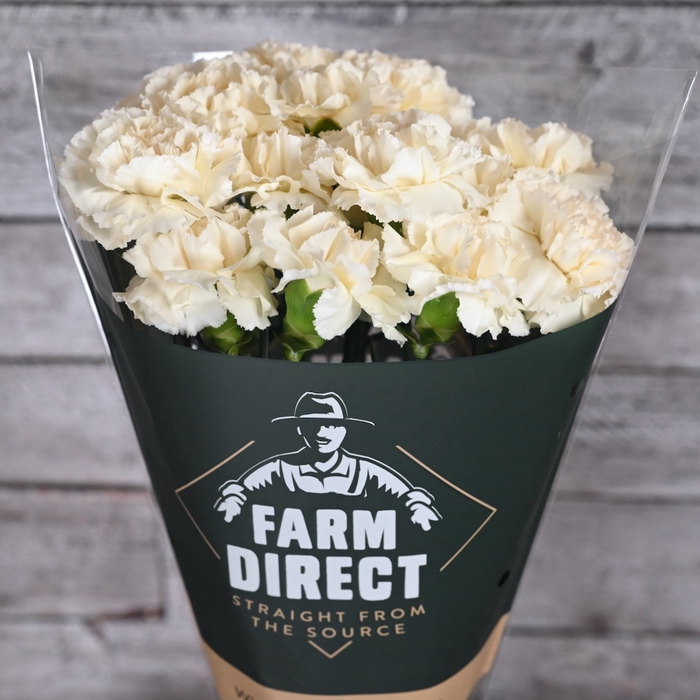 <h4>Di St Rodas</h4>