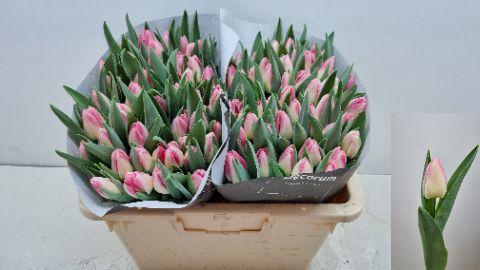 <h4>TU EN PULITZER</h4>