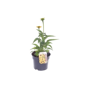 Echinacea purp. Sombrero Yellow