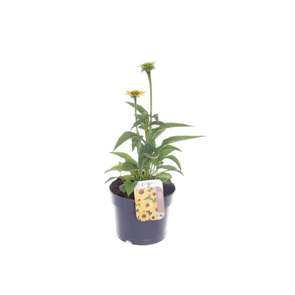 <h4>Echinacea purp. Sombrero Yellow</h4>