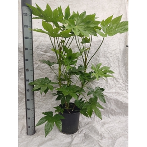 FATSIA OV