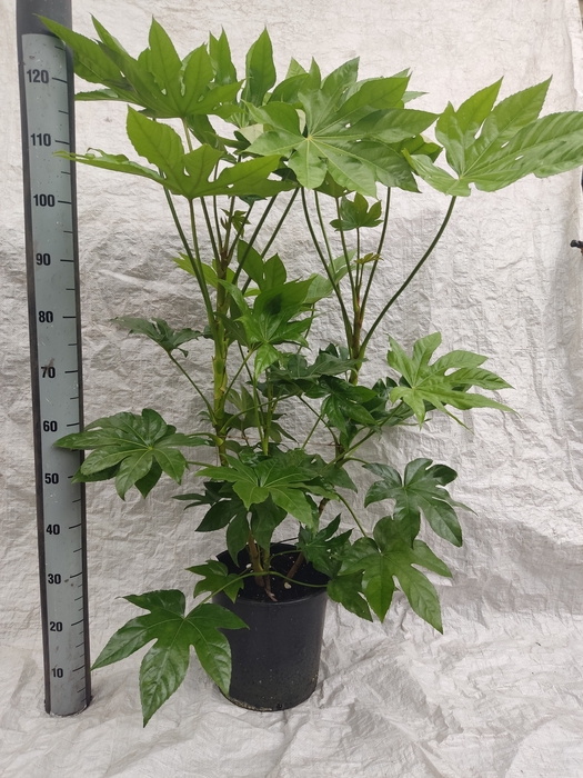 <h4>FATSIA OV</h4>