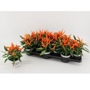 Capsicum annuum 'Hup Hup'
