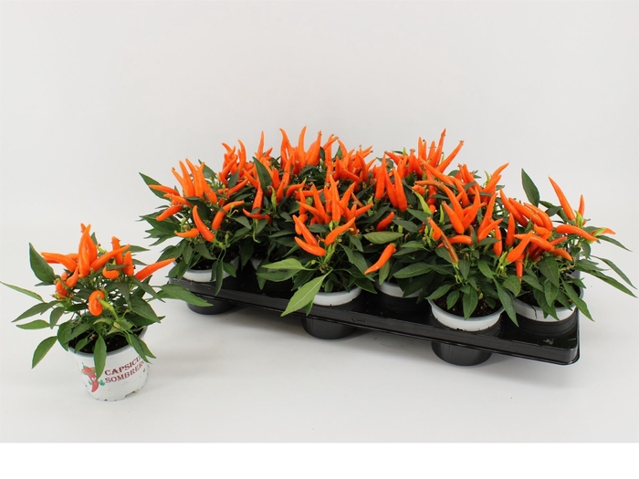 <h4>Capsicum annuum 'Hup Hup'</h4>